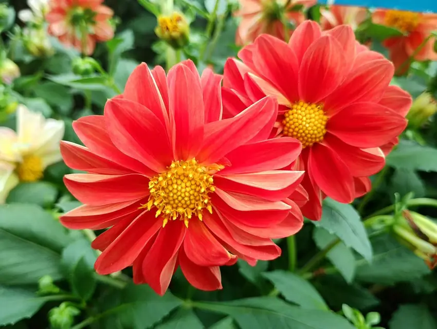 Lalbagh Flower Show
